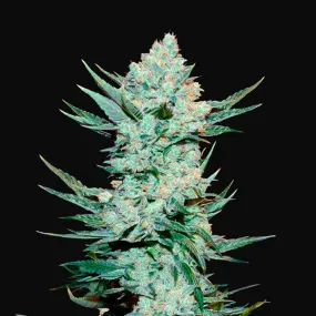 Fast Buds - Tangie'matic