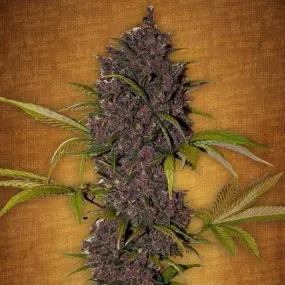 SALE!! Fast Buds - LSD-25