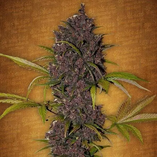 SALE!! Fast Buds - LSD-25